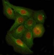Immunofluorescent staining of FFPE human U-2 OS cells with C7orf47 antibody (red) and Beta Tubulin mAb (green). HIER: steam section in pH6 citrate buffer for 20 min.