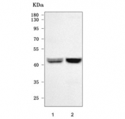 Western blot testing of 1) rat brain and 2) mouse brain tissue lysate with NEGR1 antibody. Predicted molecular weight ~39 kDa but may be observed at higher molecular weights due to glycosylation.