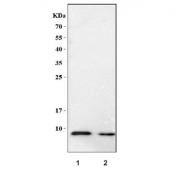 Western blot testing of rat recombinant Ccl7 protein at 1) 10ng/lane and 2) 5ng/lane with Ccl7 antibody.