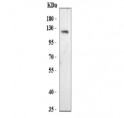 Western blot testing of human 293T cell lysate with NALP9 antibody. Predicted molecular weight ~113 kDa.