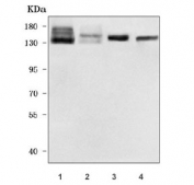 Western blot testing of 1) human SH-SY5Y, 2) human RT4, 3) rat brain and 4) mouse brain tissue lysate with NHS-like protein 2 antibody. Predicted molecular weight ~133 kDa.