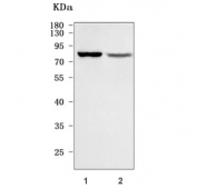 Western blot testing of human 1) A431 and 2) HaCaT cell lysate with NHLRC2 antibody. Predicted molecular weight ~79 kDa.