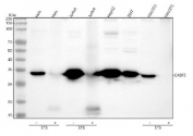 Western blot testing of lysate from human and mouse tumor cell lines, with and without staurosporine-treatement, with Caspase-3 antibody. Predicted molecular weight: ~32 kDa (pro form).