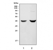 Western blot testing of 1) rat liver and 2) mouse liver tissue lysate with Vegfc antibody. Predicted molecular weight ~46 kDa.