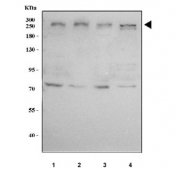 Western blot testing of human 1) 293T, 2) HeLa, 3) MCF7 and 4) HepG2 cell lysate with MED12 antibody. Predicted molecular weight ~245 kDa.