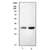 Western blot testing of 1) rat brain and 2) mouse brain tissue lysate with Snap beta antibody. Predicted molecular weight ~34 kDa.