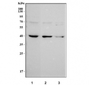 Western blot testing of human 1) HepG2, 2) K562 and 3) SH-SY5Y cell lysate with NUDC antibody. Predicted molecular weight ~38 kDa.