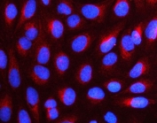 Immunofluorescent staining of FFPE human U-2 OS cells with NUDC antibody (red) and DAPI nuclear stain (blue). HIER: steam section in pH6 citrate buffer for 20 min.