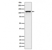 Western blot testing of lysate from pervanadate-treated human Jurkat cells with Phospho-CBL antibody.