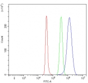 Flow cytometry testing of fixed and permeabilized human SH-SY5Y cells with CHD8 antibody at 1ug/million cells (blocked with goat sera); Red=cells alone, Green=isotype control, Blue= CHD8 antibody.