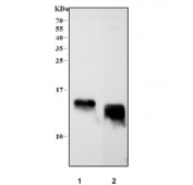 Western blot testing of 1) rat testis and 2) mouse testis tissue with GHRH antibody. Predicted molecular weight ~12 kDa.