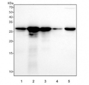 Western blot testing of 1) human A431, 2) human SiHa, 3) human RT4, 4) human MCF7 and 5) rat PC-12 cell lysate with GAL3 antibody. Expected molecular weight ~26 kDa.