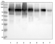 Western blot testing of 1) human U-87 MG, 2) human HeLa, 3) human PANC-1, 4) rat spleen, 5) rat thymus, 6) mouse spleen and 7) mouse thymus tissue lysate with CD44 antibody. Predicted molecular weight ~81 kDa.