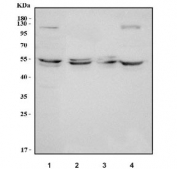 Western blot testing of human 1) HeLa, 2) A549, 3) A431 and 4) MCF7 cell lysate with MDMX antibody. Predicted molecular weight ~55 kDa but may be observed at higher molecular weights due to phosphorylation.