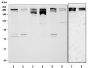 Western blot testing of 1) human HeLa, 2) monkey COS-7, 3) human MCF7, 4) human SH-SY5Y, 5) human SiHa, 6) human RT4, 7) rat PC-12 and 8) mouse NIH 3T3 cell lysate with NUMA1 antibody. Predicted molecular weight: 194-238 kDa (multiple isoforms), may be observed at higher molecular weights due to glycosylation.