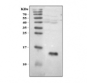 Western blot testing of mouse heart tissue lysate with MART-1 antibody. Predicted molecular weight ~13 kDa, commonly observed at 13-20 kDa.