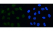 Immunofluorescent staining of FFPE human U-2 OS cells with MAD2B antibody (green) and DAPI nuclear stain (blue). HIER: steam section in pH6 citrate buffer for 20 min.