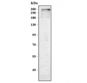 Western blot testing of human RT4 cell lysate with PTPN13 antibody. Predicted molecular weight: 256-277 kDa (multiple isoforms).