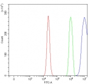 Flow cytometry testing of fixed and permeabilized human RT4 cells with PTPN13 antibody at 1ug/million cells (blocked with goat sera); Red=cells alone, Green=isotype control, Blue= PTPN13 antibody.