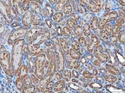 IHC staining of FFPE rat kidney tissue with Kallikrein 7 antibody. HIER: boil tissue sections in pH8 EDTA for 20 min and allow to cool before testing.