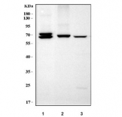 Western blot testing of 1) rat liver, 2) mouse liver and 3) mouse kidney tissue lysate with Proline dehydrogenase 1 antibody. Predicted molecular weight: 56-68 kDa (multiple isoforms).