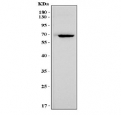Western blot testing of mouse heart tissue lysate with Msln antibody. Predicted molecular weight ~69 kDa.