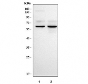 Western blot testing of human 1) HeLa and 2) A431 cell lysate with Max-binding protein MNT antibody. Predicted molecular weight ~62 kDa.