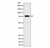 Western blot testing of human HEK293 cell lysate with TORC3 antibody. Predicted molecular weight ~67 kDa but commonly observed at 70-80 kDa.