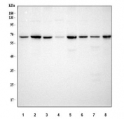 Western blot testing of 1) human HepG2, 2) human MCF7, 3) human HeLa, 4) human Jurkat, 5) human DLD-1, 6) human HT1080, 7) human HL60 and 8) monkey COS-7 cell lysate with METAP2 antibody. Predicted molecular weight: 50-53 kDa but may be observed at higher molecular weights due to glycosylation.