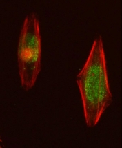 Immunofluorescent staining of FFPE human U-2 OS cells with Nucleoporin 107 antibody (green) and Phalloidin (red). HIER: steam section in pH6 citrate buffer for 20 min.