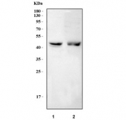 Western blot testing of human 1) A431 and 2) U251 cell lysate with NUF2 antibody. Predicted molecular weight ~54 kDa.