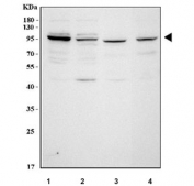 Western blot testing of 1) human HeLa, 2) human 293T, 3) rat brain and 4) mouse brain tissue lysate with NSUN2 antibody. Predicted molecular weight ~100 kDa.