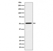 Western blot testing of human HepG2 cell lysate with HNF4 alpha antibody. Predicted molecular weight ~50 kDa.