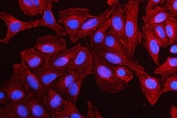 Immunofluorescent staining of FFPE human U-2 OS cells with MMP19 antibody (red) and DAPI nuclear stain (blue). HIER: steam section in pH6 citrate buffer for 20 min.
