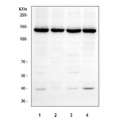 Western blot testing of human 1) HeLa, 2) HepG2, 3) 293T and 4) K562 cell lysate with NUP133 antibody. Predicted molecular weight ~129 kDa, commonly observed at ~133 kDa.