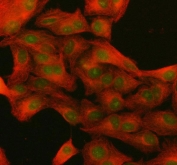 Immunofluorescent staining of FFPE human A549 cells with NUP133 antibody (green) and Beta Tubulin mAb (red). HIER: steam section in pH6 citrate buffer for 20 min.
