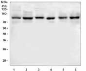 Western blot testing of 1) human HeLa, 2) human K562, 3) rat NRK, 4) mouse EL-4, 5) mouse 4T1 and 6) mouse J774A.1 cell lysate with MARK3 antibody. Predicted molecular weight: 74-85 kDa (multiple isoforms).
