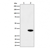 Western blot testing of lysate from 1) untreated and 2) Calyculin A-treated human HeLa cells with Phospho-Nucleophosmin antibody.
