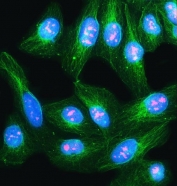Immunofluorescent staining of FFPE human U-2 OS cells with NVL antibody (red), Beta Tubulin mAb (green) and DAPI nuclear stain (blue). HIER: steam section in pH6 citrate buffer for 20 min.