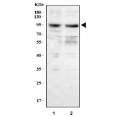 Western blot testing of human 1) 293T and 2) K562 cell lysate with NVL antibody. Predicted molecular weight ~95 kDa with multiple smaller isoforms.