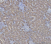 IHC staining of FFPE rat kidney tissue with NIT2 antibody. HIER: boil tissue sections in pH8 EDTA for 20 min and allow to cool before testing.