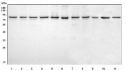 Western blot testing of 1) human HeLa, 2) human COLO-320, 3) human HepG2, 4) human K562, 5) human Raji, 6) monkey COS-7, 7) human MCF7, 8) human A549, 9) rat liver, 10) rat PC-12 and 11) mouse NIH 3T3 with NUB1 antibody. Expected molecular weight: 70-100 kDa depending on level of ubiquitination.