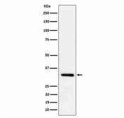 Western blot testing of mouse lung tissue lysate with Interleukin 33 antibody. Predicted molecular weight ~31 kDa.