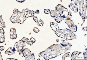 IHC staining of FFPE human placental tissue with MYCBP antibody. HIER: boil tissue sections in pH8 EDTA for 20 min and allow to cool before testing.