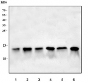 Western blot testing of 1) human A549, 2) human 293T, 3) rat lung, 4) rat NRK, 5) mouse lung and 6) mouse NIH 3T3 cell lysate with MYCBP antibody. Predicted molecular weight ~12 kDa.