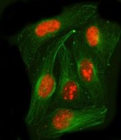 Immunofluorescent staining of FFPE human U-2 OS cells with Paraspeckle component 1 antibody (red) and Beta Tubulin mAb (green). HIER: steam section in pH6 citrate buffer for 20 min.