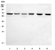 Western blot testing of 1) human 293T, 2) human HepG2, 3) human PC-3, 4) human U-2 OS, 5) rat testis and 6) mouse testis tissue lysate with Paraspeckle component 1 antibody. Predicted molecular weight ~59 kDa and ~46 kDa (two isoforms).