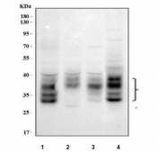 Western blot testing of human 1) HeLa, 2) HepG2, 3) 293T and 4) Caco-2 cell lysate with PZR antibody. Predicted molecular weight: 16-29 kDa (multiple isoforms) but may be observed at higher molecular weights due to glycosylation.