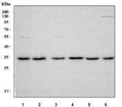 Western blot testing of human 1) MCF7, 2) U-2 OS, 2) A431, 4) K562, 5) A549 and 6) SiHa cell lysate with NSMCE2 antibody. Predicted molecular weight ~28 kDa.