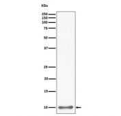 Western blot testing of human HepG2 cell lysate with UFM1 antibody. Predicted molecular weight: 9-11 kDa (two isoforms).